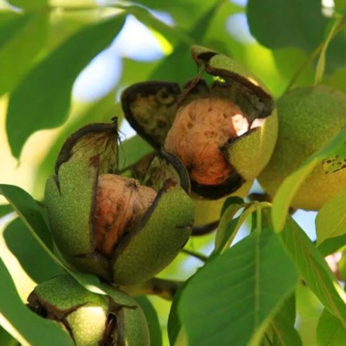 Саджанці грецького горіха НФ 18 - 2-річний Саджанці грецького горіха НФ 18 - 2-річний