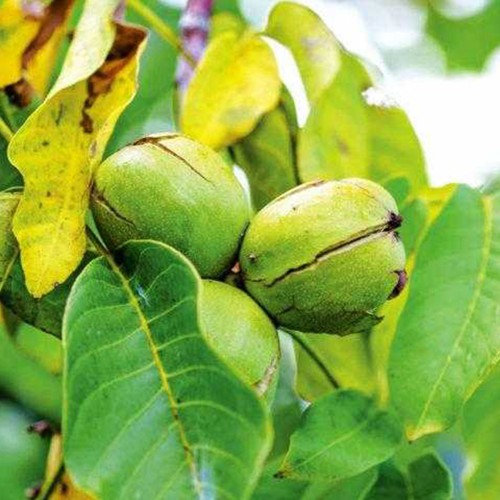 Саджанці грецького горіха Пам'ять Мінова - 3-річний Саджанці грецького горіха Пам'ять Мінова - 3-річний