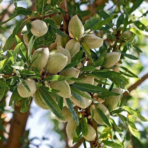 Саджанці мигдалю Аян (привитий) - 1-річний