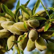 Саджанці мигдалю Антік (привитий) - 1-річний