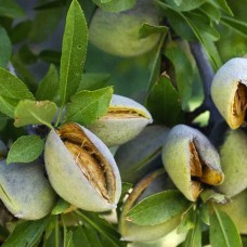 Саджанці мигдалю Делон (привитий) - 1-річний