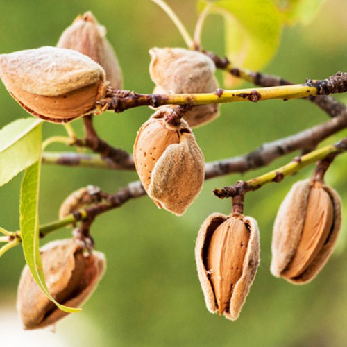 Саджанці мигдалю Форос (привитий) - 1-річний