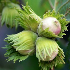 Саджанці фундука Барселонський (відводок) - 4-річний Саджанці фундука Барселонський (відводок) - 4-річний