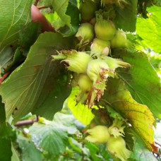 Саджанці фундука Боровський (відводок) - 4-річний Саджанці фундука Боровський (відводок) - 4-річний