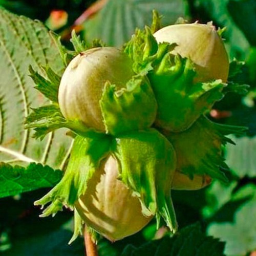 Саджанці фундука Долинський (відводок) - 4-річний