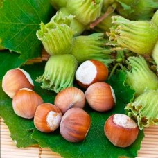 Саджанці фундука Каталонський (відводок) - 4-річний Саджанці фундука Каталонський (відводок) - 4-річний