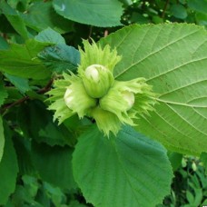 Саджанці фундука Керасунд (відводок) - 4-річний Саджанці фундука Керасунд (відводок) - 4-річний