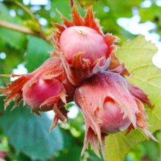 Саджанці фундука Ламберта (відводок) - 4-річний Саджанці фундука Ламберта (відводок) - 4-річний