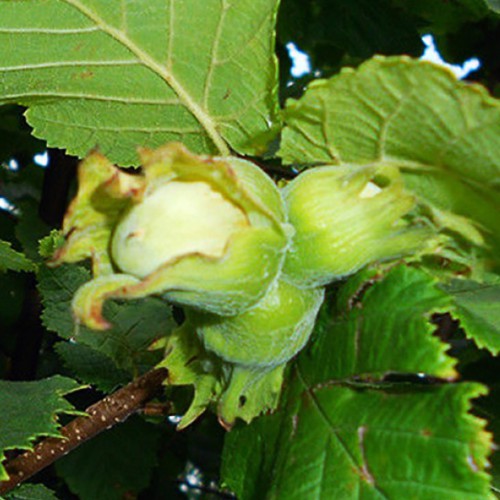 Саджанці фундука Ноттінгемський (відводок) - 4-річний Саджанці фундука Ноттінгемський (відводок) - 4-річний