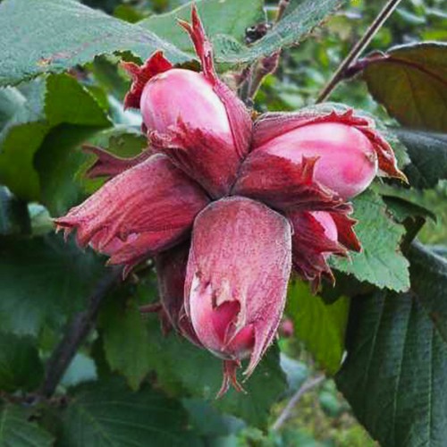 Саджанці фундука Сірена (відводок) - 4-річний Саджанці фундука Сірена (відводок) - 4-річний