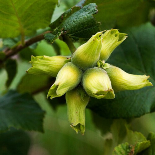 Саджанці фундука Трапезунд (відводок) - 4-річний Саджанці фундука Трапезунд (відводок) - 4-річний