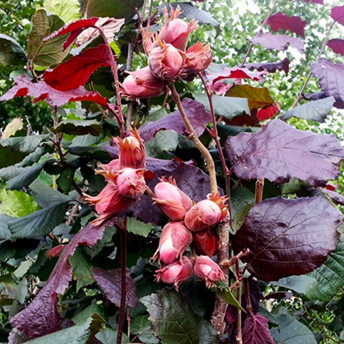 Саджанці фундука Варшавський (відводок) - 4-річний