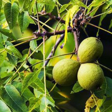 Саджанці чорного горіха - 2-річний