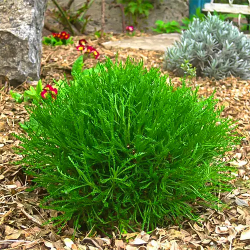 Саджанці сантоліни Зелена