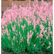 Саджанці лаванди Rosea (черенкований)