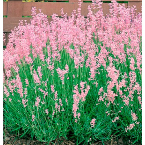 Саджанці лаванди Rosea (черенкований)