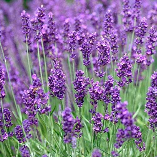 Саджанці лаванди Дварф Блю (черенкований)