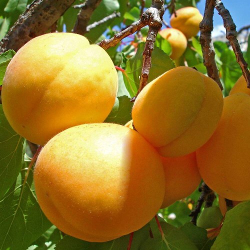 Живці абрикоса Ананасний (Цюрюпинський) (5 штук)