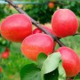 Саджанці абрикоса Ерлі Блаш (привитий) - 1-річний
