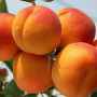 Саджанці абрикоса Ерлі Ред Оранж (привитий) - 1-річний