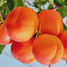 Живці абрикоса Харогем (5 штук)