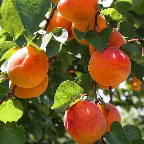 Саджанці абрикоса Київський Ранній (привитий) - 1-річний