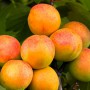 Саджанці абрикоса Монастирський (привитий) - 1-річний