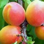 Саджанці абрикоса Вондер Кот (привитий) - 1-річний