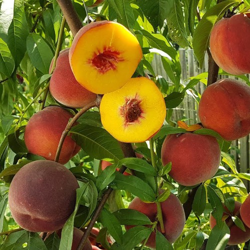 Саженцы персика Диамант Принцессы (привитый) - 2-летний