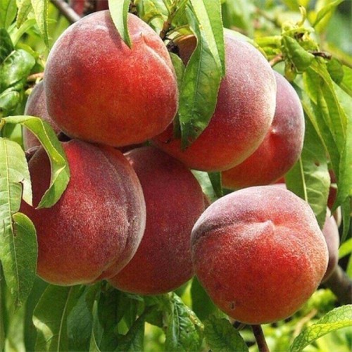 Саджанці персика Флемінг Ф'юрі (привитий) - 1-річний
