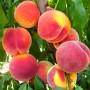 Саженцы персика Топ Свит Т5 (привитый) - 1-летний