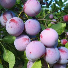 Живці сливи Анна Шпет (5 штук)