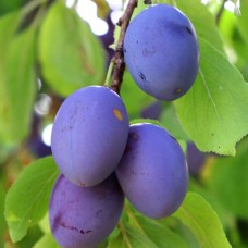 Живці сливи Пізня Храмова (5 штук)