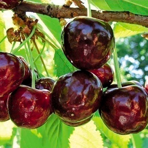 Саджанці черешні Каріна (привита) - 1-річний