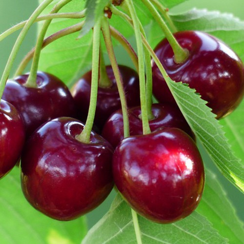 Черенки черешни Регина (5 штук)