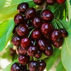 Живці черешні Самміт (5 штук)