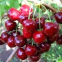 Саджанці черешні Техлован (привита) - 2-річний