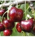 Саджанці черешні Валерій Чкалов (привита) - 2-річний