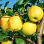 Саджанці яблуні Голден Делішес (привитий) - 1-річний