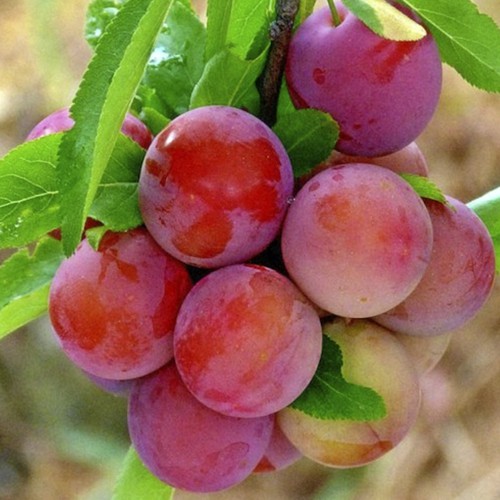 Саджанці аличі Обільна (привитий) - 1-річний