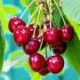 Саджанці вишні Норд Стар (привитий) - 1-річний