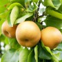 Саджанці груші азіатської Секуі (привитий) - 2-річний