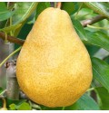 Саджанці груші Дюшес (привитий) - 2-річний