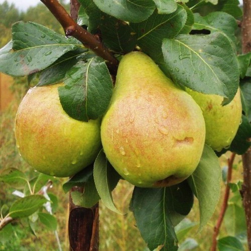 Живці груші Рікс (5 штук)