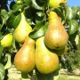 Саджанці груші Роси Буковини (привитий) - 2-річний