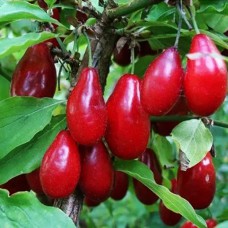 Живці кизилу Семен (5 штук)