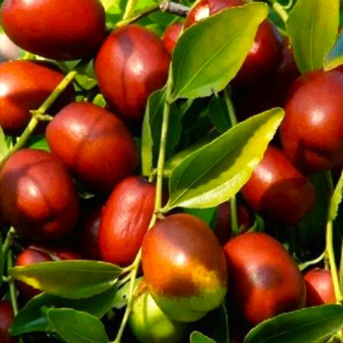 Саджанці зізіфуса Цукерковий Саджанці зізіфуса Цукерковий