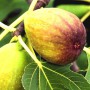 Саджанці інжиру Королівський (черенкований) Саджанці інжиру Королівський (черенкований)