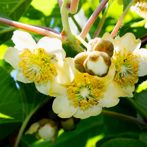 Саджанці ківі Мальбек - 2-річний Саджанці ківі Мальбек - 2-річний