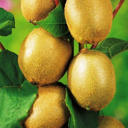 Саджанці ківі Соло (черенкований) - 3-річний